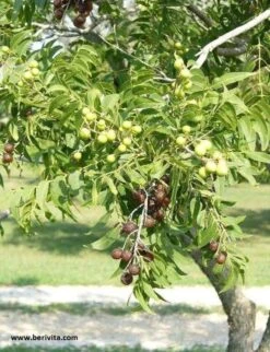 Wasnoten Start 150gr Met Waszakje - Zeepnoten - Natuurlijk Wassen -Wasbenodigdheden Winkel 920x1200 2